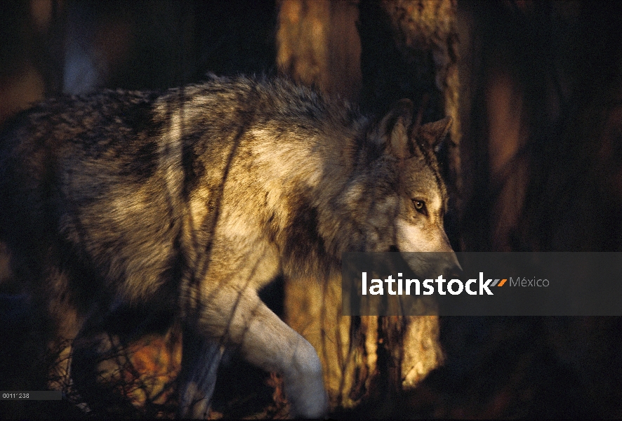 Lobo (lupus de Canis) caminando por el bosque, Minnesota