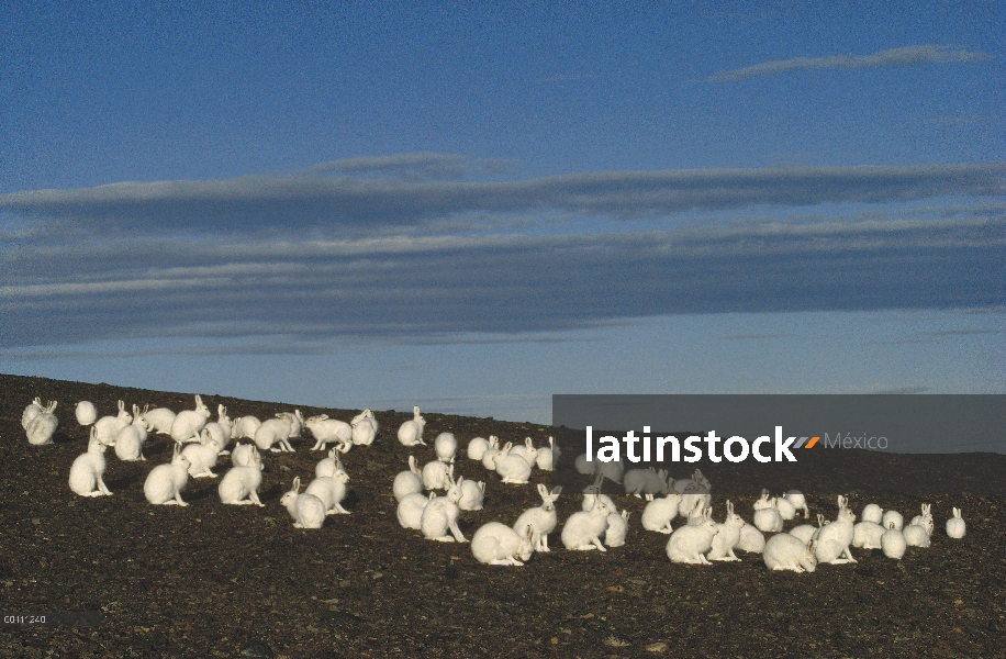 Grupo Ártico liebres (Lepus arcticus) en verano, isla de Ellesmere, Nunavut, Canadá