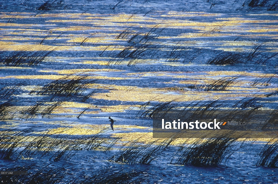 Gaviotín negro (Chlidonias niger) sobrevolando slough de la pradera, Dakota del norte