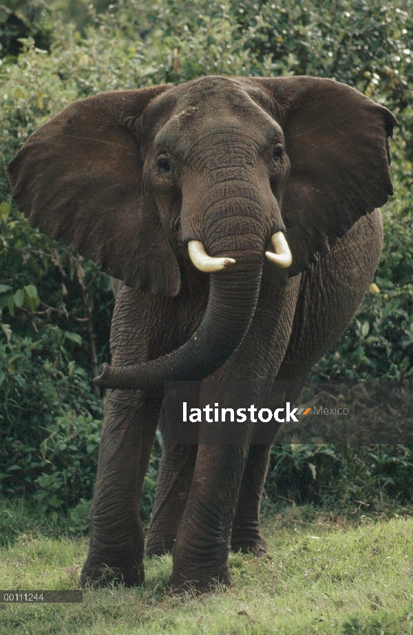 Elefante africano (Loxodonta africana) en postura defensiva, Kenia