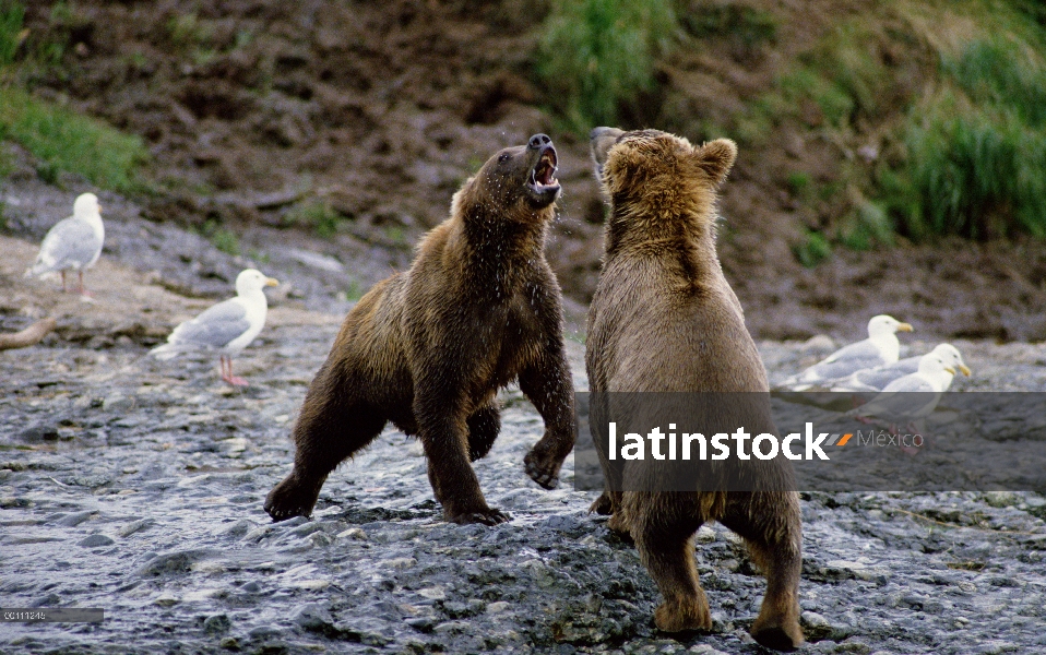 Machos de oso pardo (Ursus arctos horribilis) lucha, Alaska