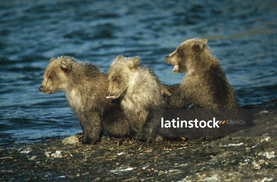 Cachorros de oso pardo (Ursus arctos horribilis) jugando en el borde del río, Alaska