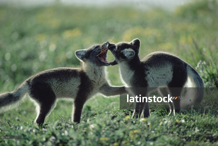 Zorro ártico (Alopex lagopus) dos cachorros jugando, Alaska