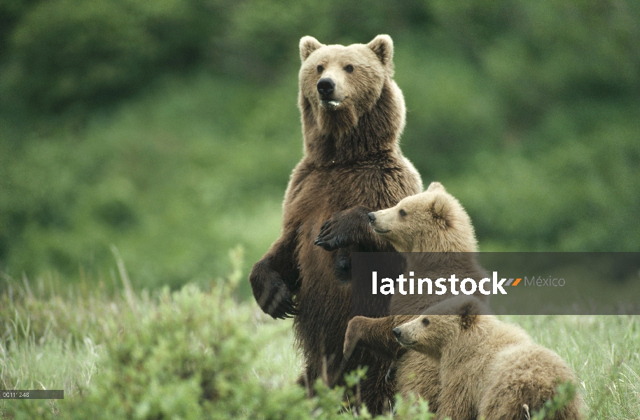 Madre oso pardo (Ursus arctos horribilis) y dos cachorros, Alaska