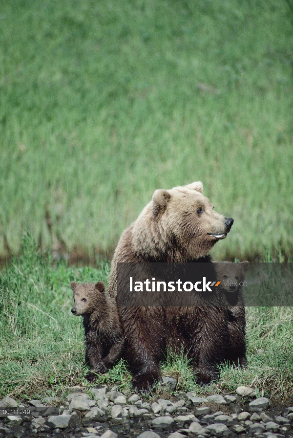 Madre oso pardo (Ursus arctos horribilis) y dos cachorros, Alaska