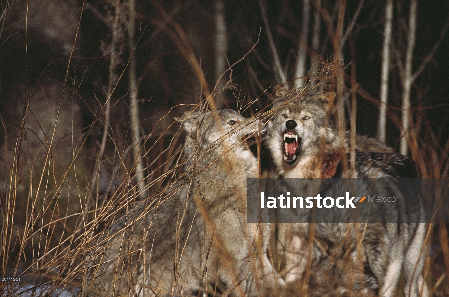 Par de lobo (Canis lupus) lucha, Minnesota