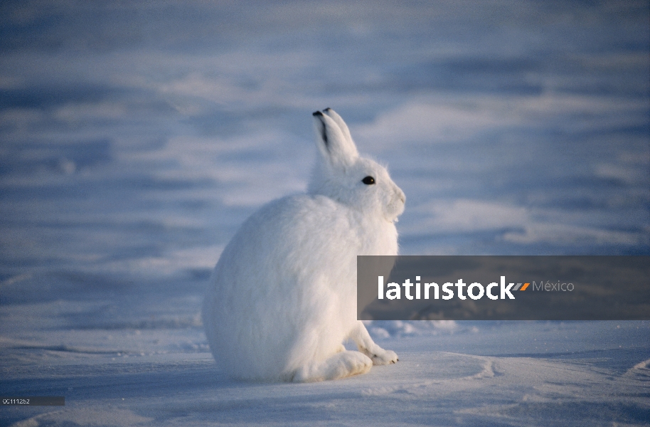 Ártico de liebres (Lepus arcticus) camuflado en la nieve, isla de Ellesmere, Nunavut, Canadá