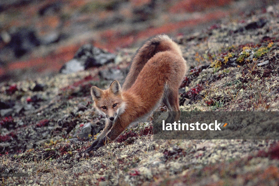 Zorro rojo (Vulpes vulpes) en tundra, Alaska