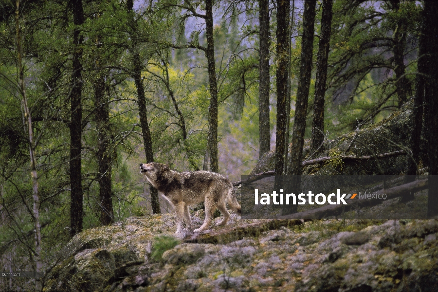 Lobo (lupus de Canis) aullando en el bosque boreal, Minnesota