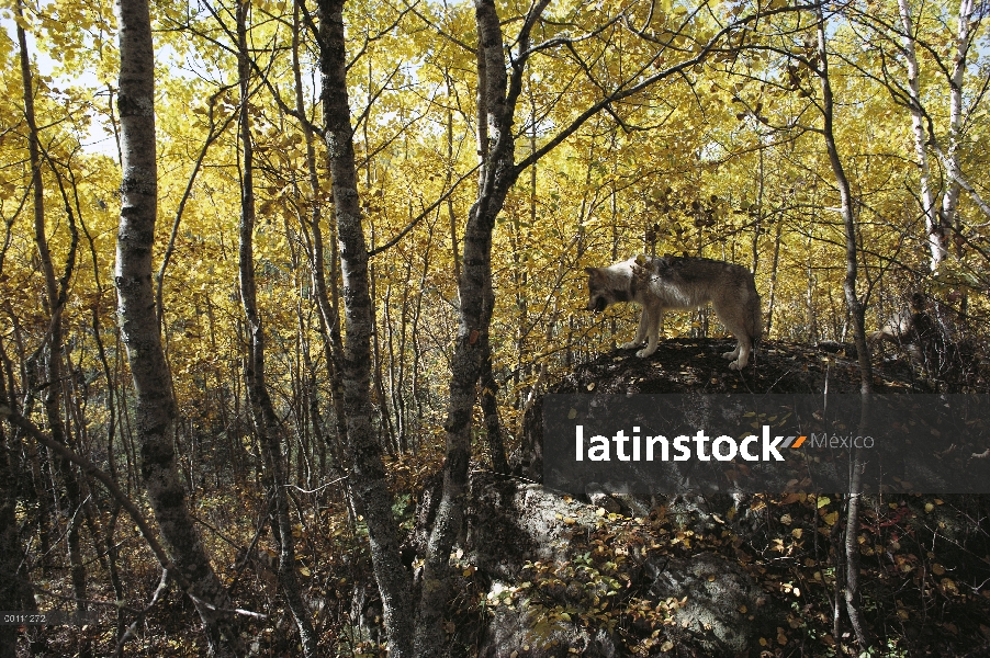 Lobo (Canis lupus) en bosque de color de otoño, Minnesota