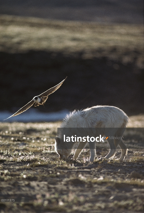 Jaeger largo-atado (Stercorarius longicaudus) ataca el lobo Ártico (Canis lupus) pie demasiado cerca