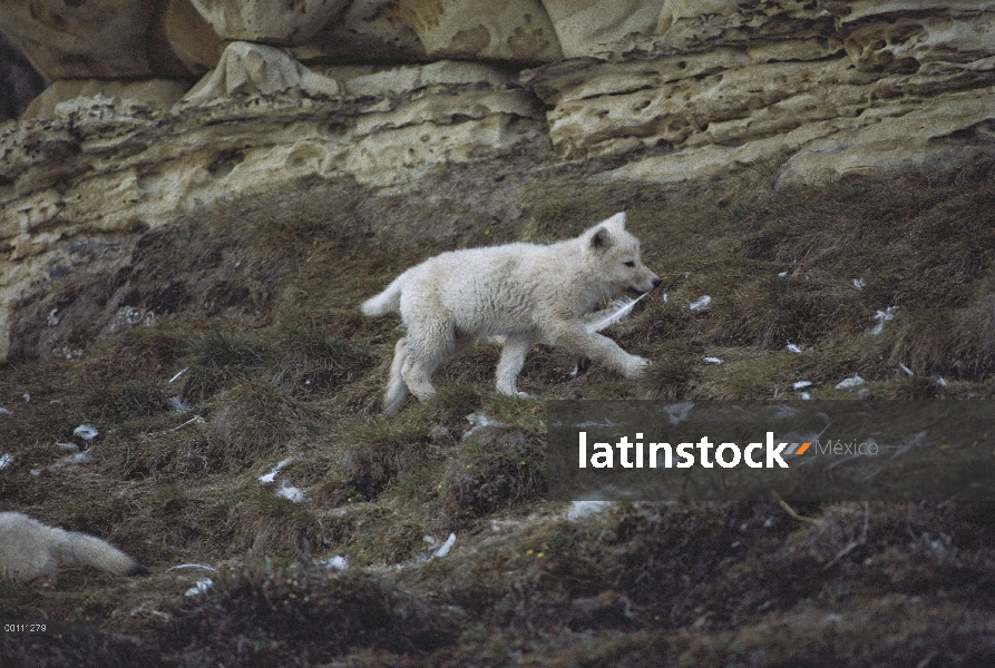 Cachorro de lobo Ártico (Canis lupus) juega con una pluma de gaviota, isla de Ellesmere, Nunavut, Ca