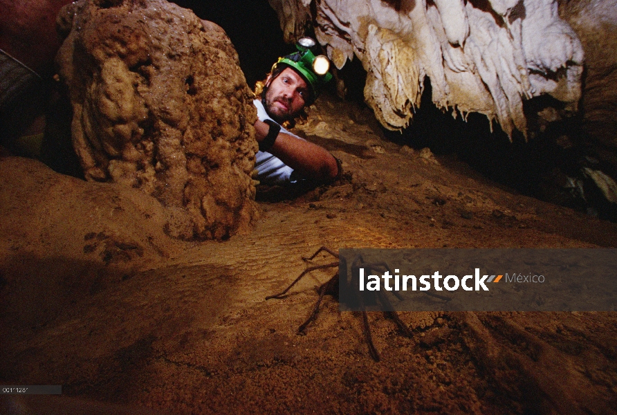 Cueva de la tarántula (Hemirrhagus reddelli) observado por Peter Sprouse, Oaxaca, México