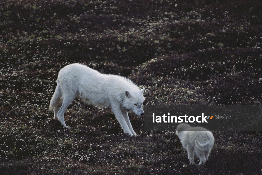 Cachorro de lobo Ártico (Canis lupus) muestra comportamiento sumiso a su padre, isla de Ellesmere, N