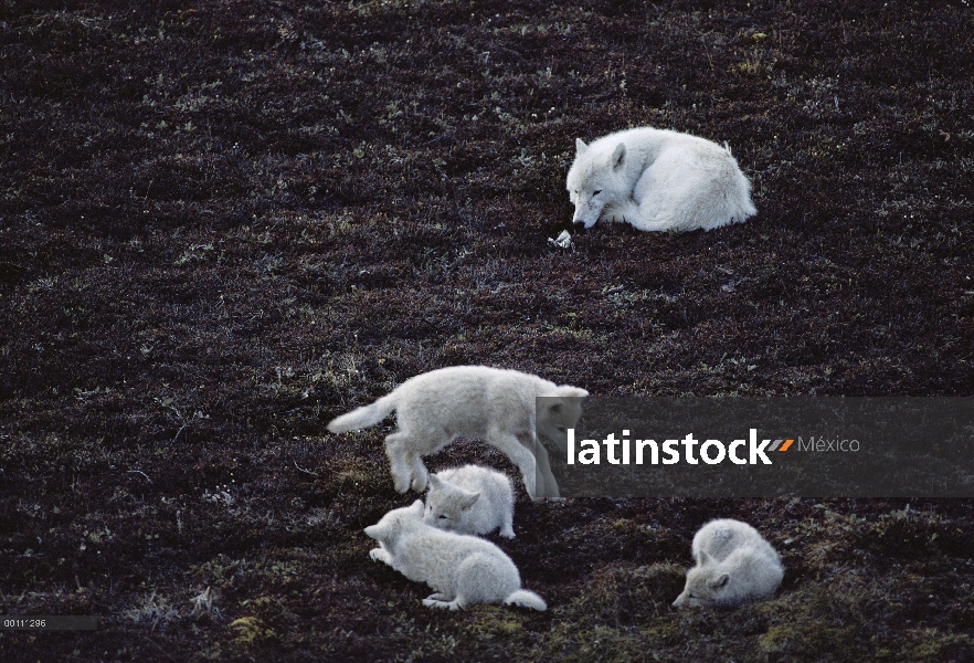 Lobo Ártico (Canis lupus) cachorros jugando, isla de Ellesmere, Nunavut, Canadá