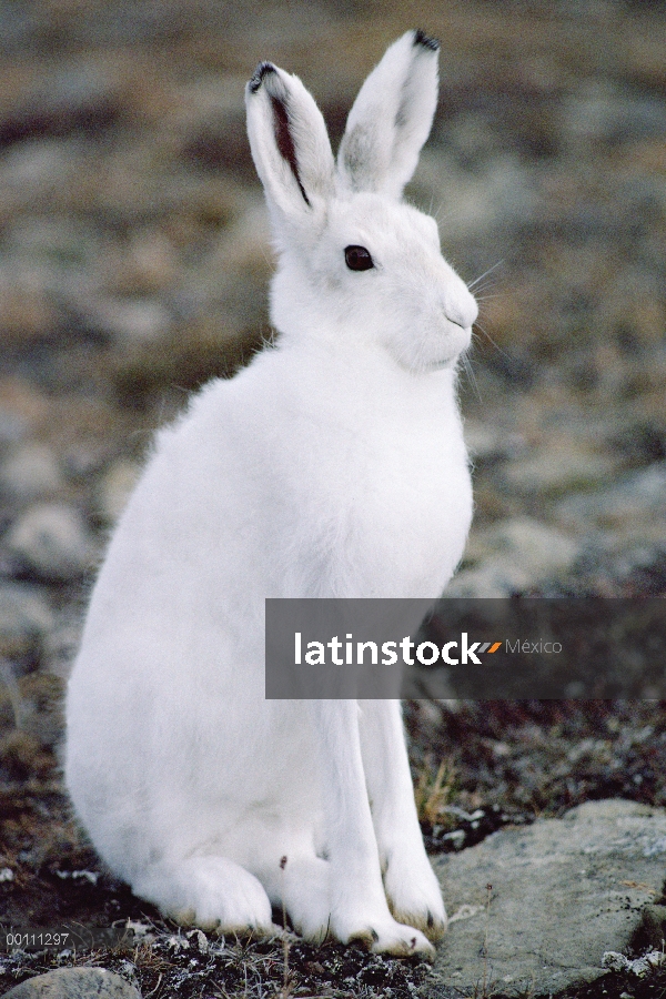 Liebre del Ártico (Lepus arcticus), isla de Ellesmere, Nunavut, Canadá