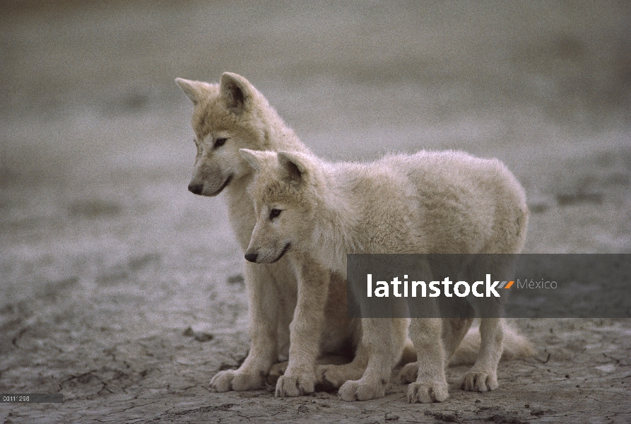 Crías de lobo Ártico (Canis lupus), isla de Ellesmere, Nunavut, Canadá