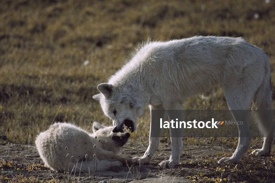 Pup del regaño de lobo Ártico (Canis lupus), isla de Ellesmere, Nunavut, Canadá