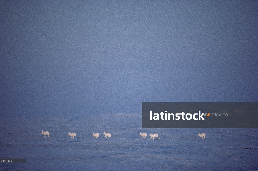 Grupo Ártico liebres (Lepus arcticus) que atraviesa el paisaje nevado, isla de Ellesmere, Nunavut, C