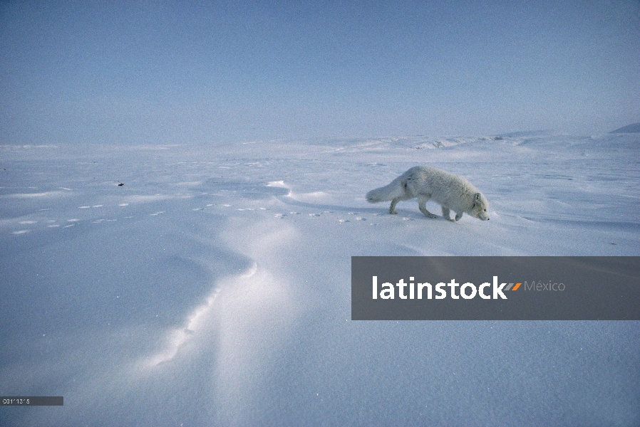 Zorro ártico (Alopex lagopus) que huele a nieve, isla de Ellesmere, Nunavut, Canadá