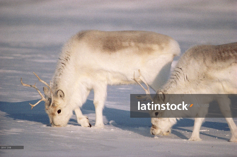 Par de caribú de Peary (Rangifer tarandus pearyi) buscan liquen bajo la nieve, isla de Ellesmere, Nu