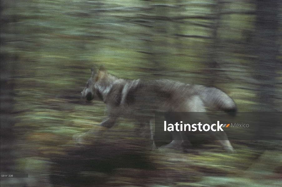 Lobo (lupus de Canis) corriendo por el bosque, Northwoods, Minnesota