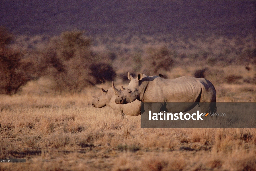 Madre de rinoceronte blanco (simum de Ceratotherium) con jóvenes, Namibia