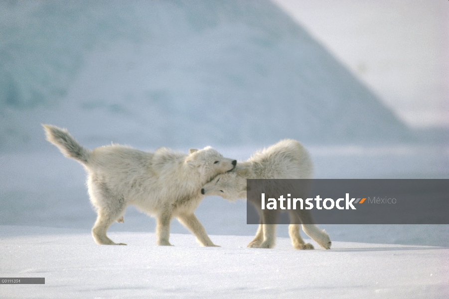 Juveniles del lobo Ártico (Canis lupus) jugando, isla de Ellesmere, Nunavut, Canadá