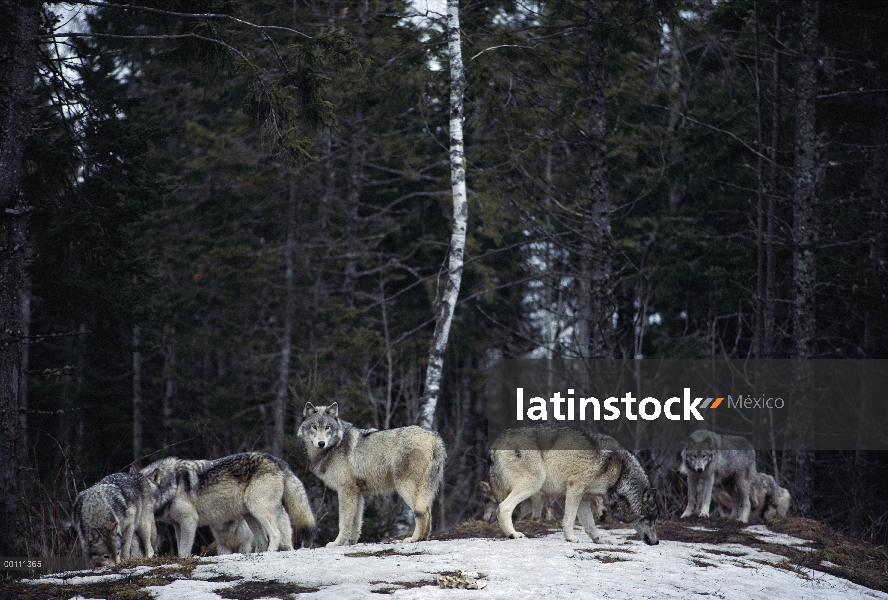 Paquete de lobo (Canis lupus) en el borde del bosque, Minnesota