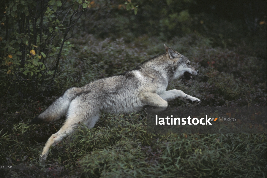 Lobo (Canis lupus) en ejecución, Minnesota