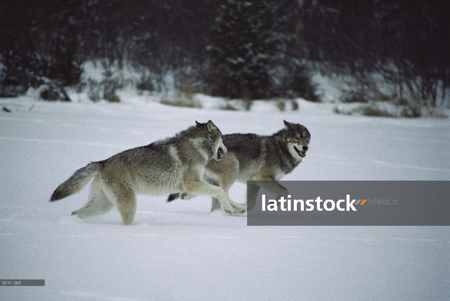 Par de lobo (Canis lupus) jugando en la nieve, Minnesota