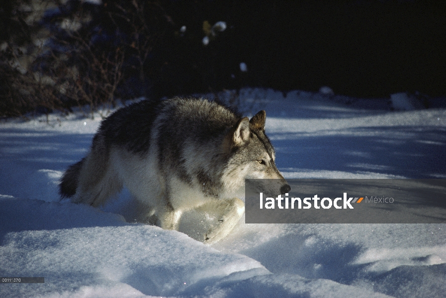 Lobo (lupus de Canis) caminando a través de nieve profunda, Minnesota