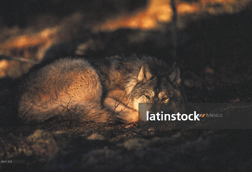 Lobo (lupus de Canis) acurrucado descansando en el bosque, Northwoods, Minnesota