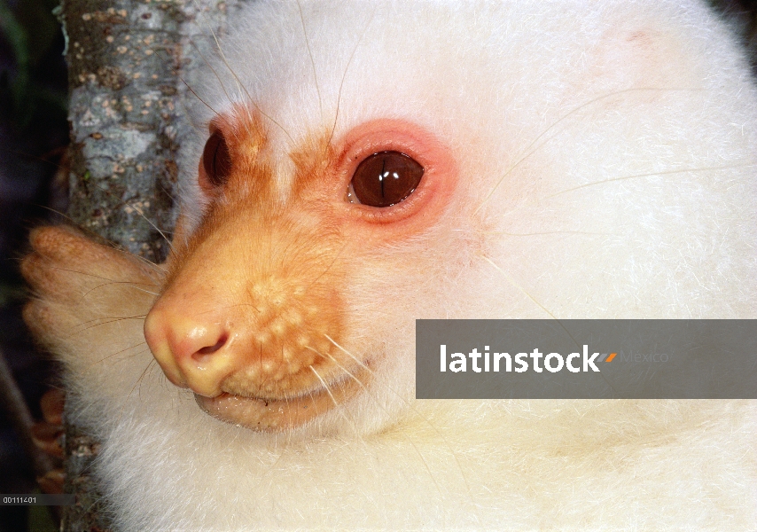 Retrato común de cuscús (Phalanger orientalis), Papua Nueva Guinea