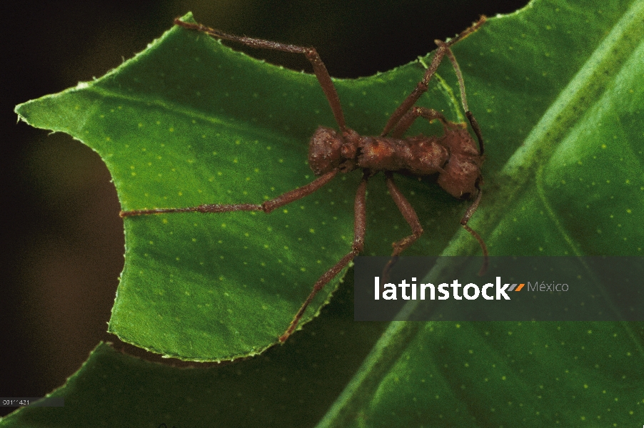 Hoja de corte de hormigas cortadoras (Acromyrmex octospinosus)