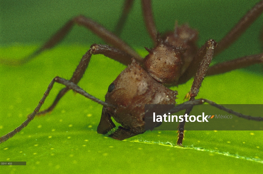 Hormigas cortadoras (Acromyrmex octospinosus) trabajador corte papaya hoja, Guadalupe, Caribe