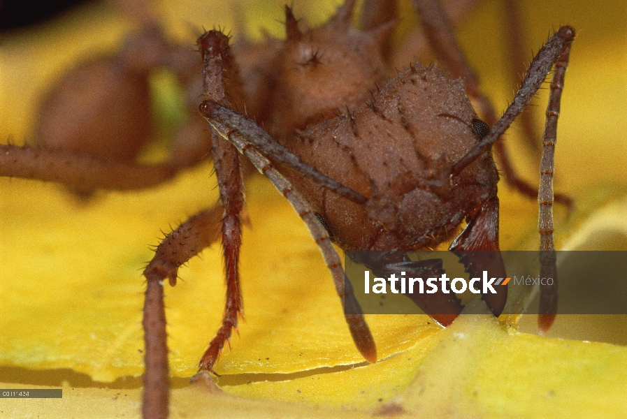 Trabajador de hormigas cortadoras (Acromyrmex octospinosus) cortar la hoja de Papaya, Guadalupe