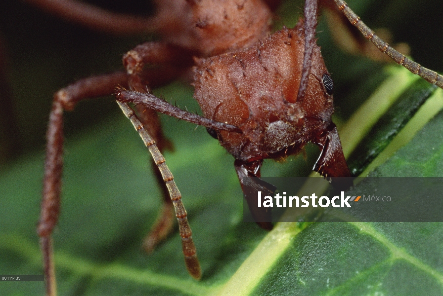 Trabajador de hormigas cortadoras (Acromyrmex octospinosus) cortar la hoja de Papaya, Honduras