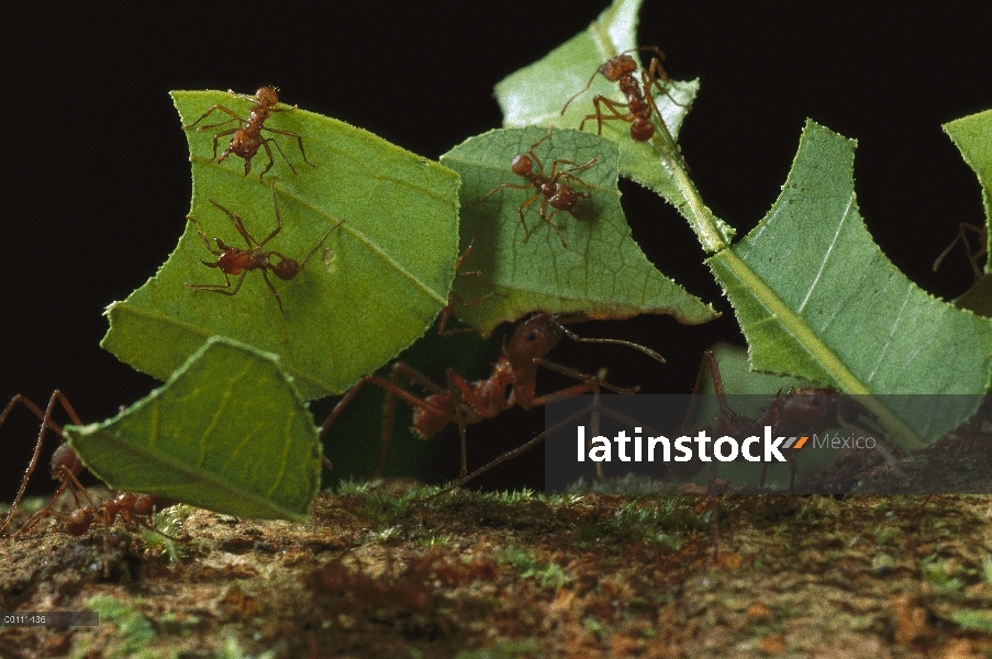 Trabajadores de hormigas cortadoras de hojas (Atta cephalotes) llevar hojas para anidar, Guayana fra