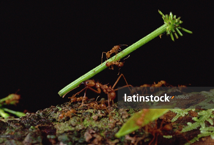 Trabajadores de hormigas cortadoras de hojas (Atta cephalotes) llevar hojas para anidar, Guayana fra