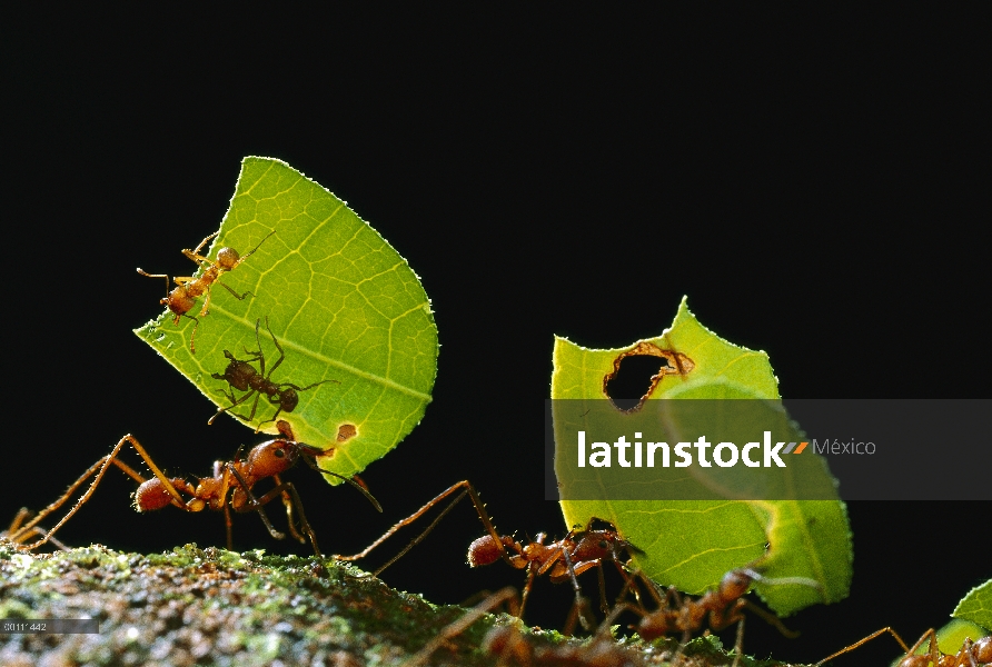 Trabajadores de hormigas cortadoras de hojas (Atta cephalotes) llevar hojas para anidar, Guayana fra