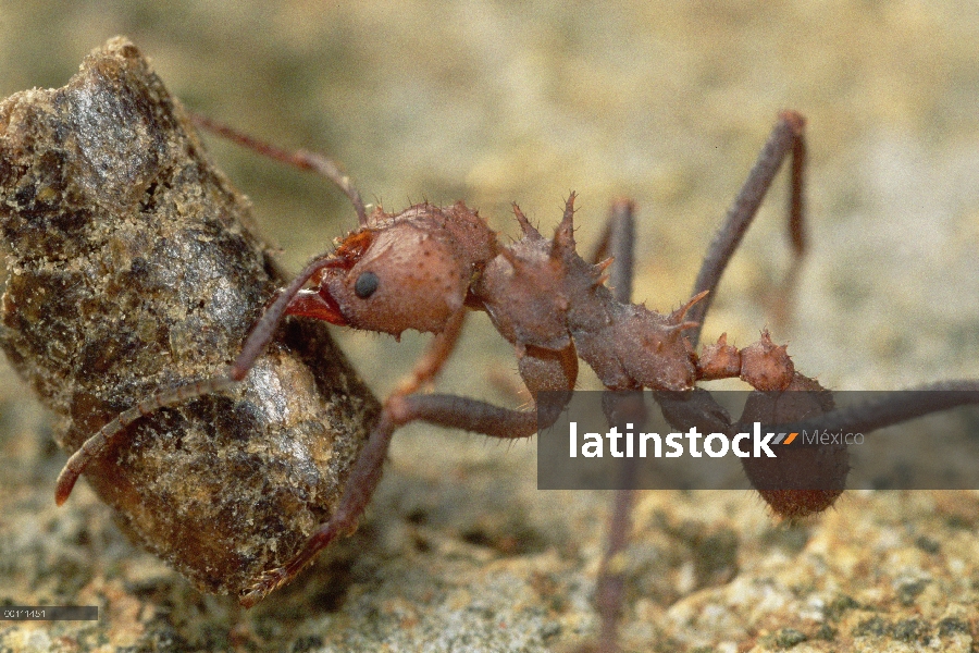 Hormigas cortadoras (Acromyrmex octospinosus) recuperación de cebo artificial que mata a sus jardine