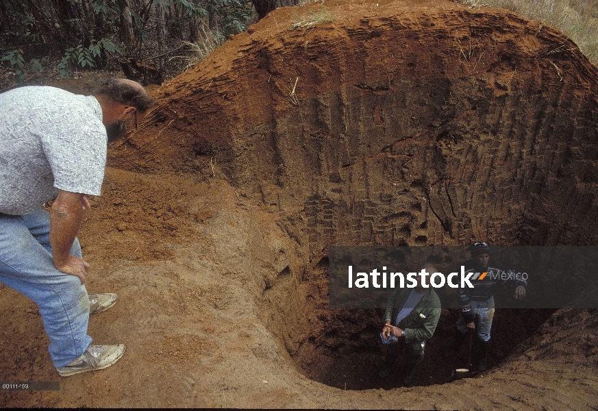 Nido de hormigas cortadoras de hojas (Atta laevigata) excavada por los investigadores, Batucatu, Bra