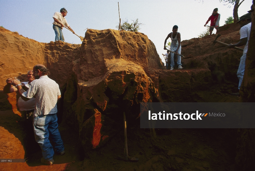 Nido de hormigas cortadoras de hojas (Atta capiguara) parcialmente excavado cerca de Sao Paulo, Bras