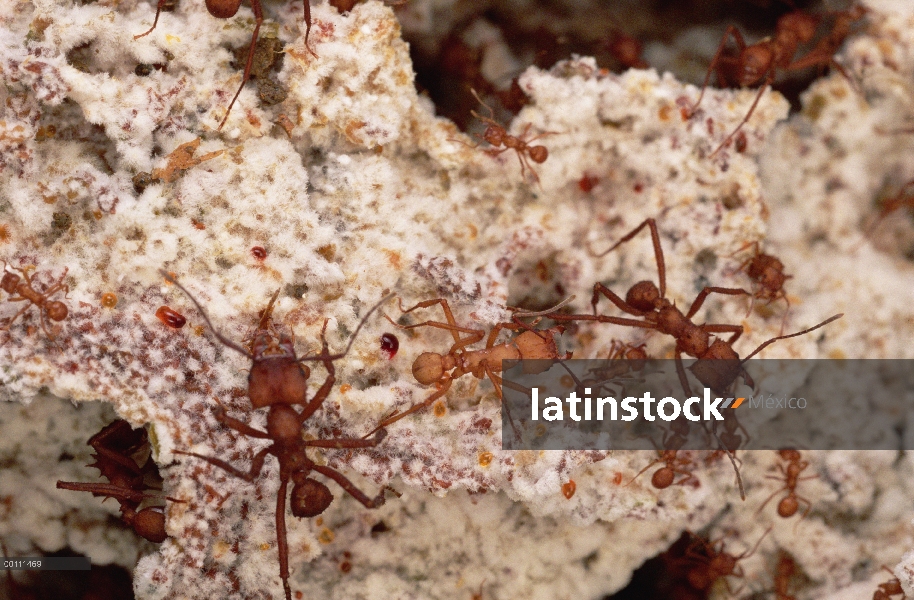 Hormigas cortadoras (Acromyrmex octospinosus) en el jardín de hongos, Guadalupe