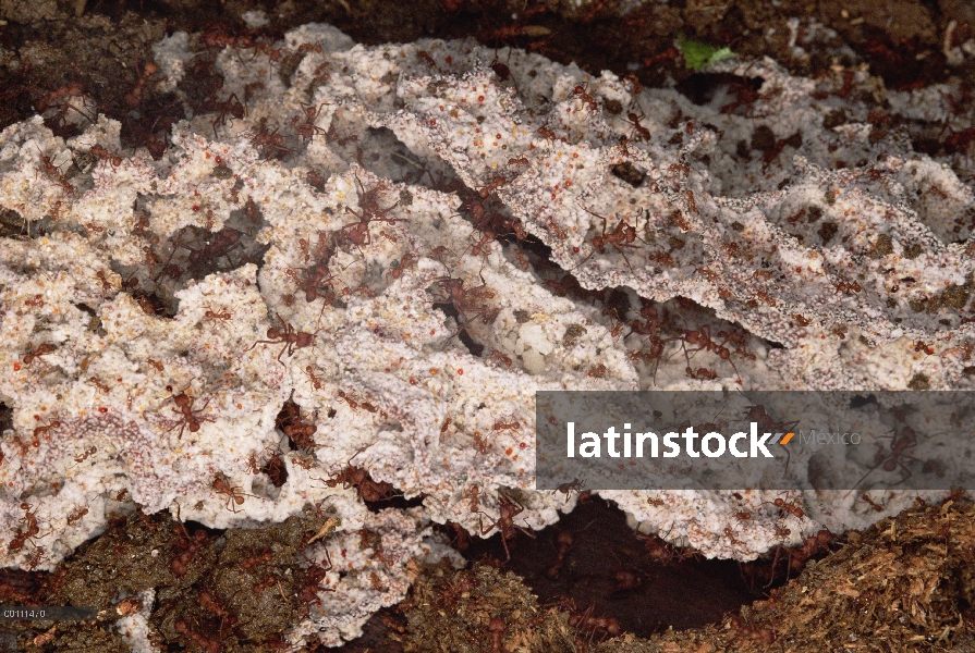 Hormigas cortadoras (Acromyrmex octospinosus) en el jardín de hongos, Guadalupe