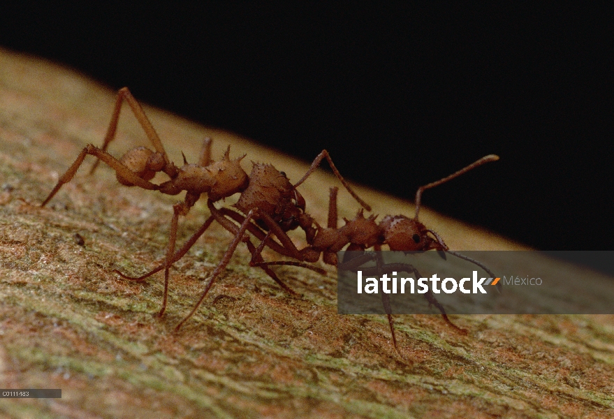 Las hormigas cortadoras de hojas hormigas (Atta laevigata) identificarán mutuamente con los movimien