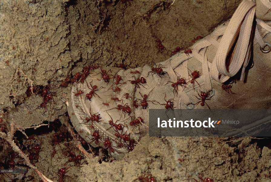 Atacan a soldados de hormigas cortadoras de hojas (Atta cephalotes) pie de fotógrafo, soldados espec