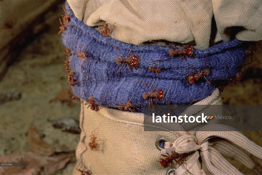 Atacan a soldados de hormigas cortadoras de hojas (Atta cephalotes) pie de fotógrafo, soldados espec