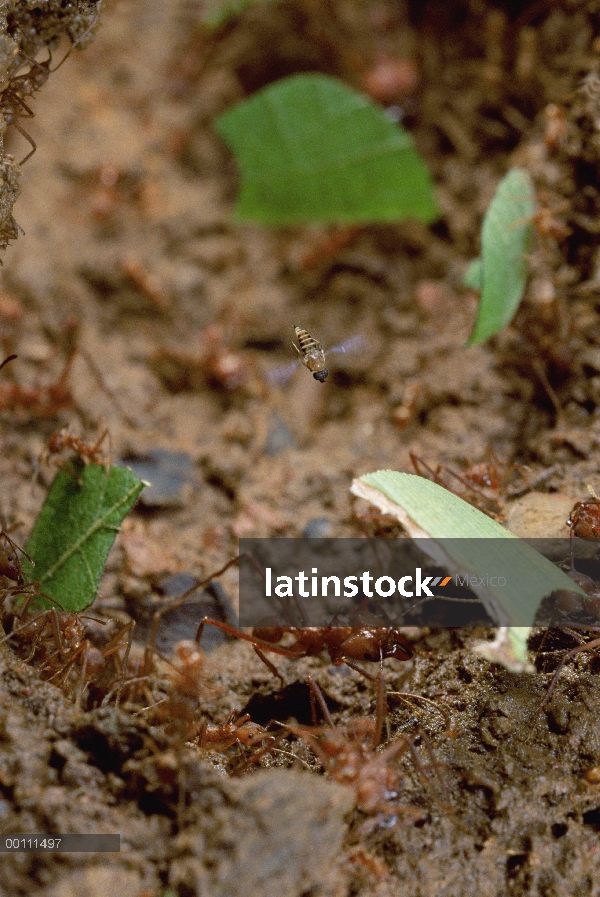 Hoja ataques de mosca parásita con hormigas cortadoras de hojas (Atta cephalotes) la mosca pondrán u